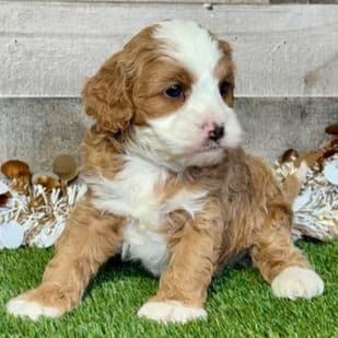 Crosby - Cavapoo Male