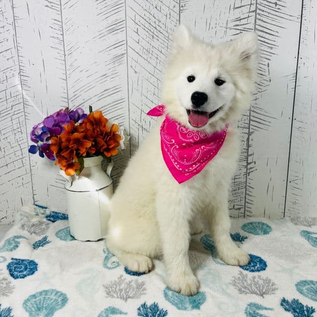 Gloria - Samoyed Female
