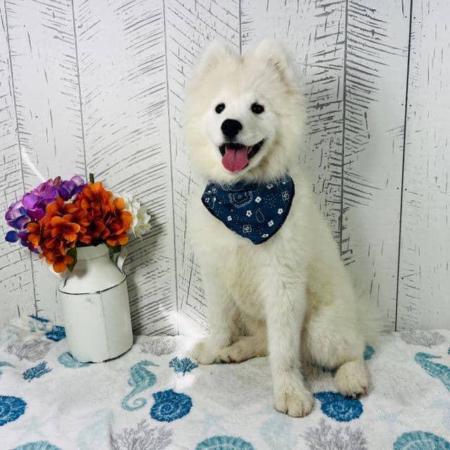 Oso - Samoyed Male