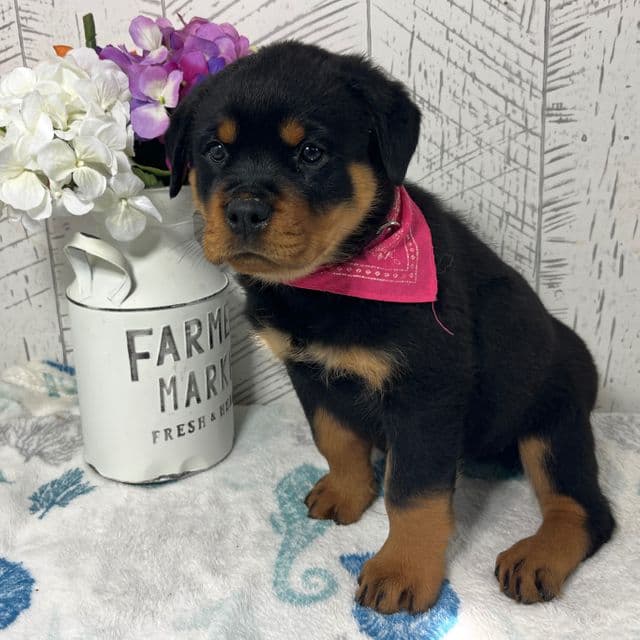 Lucy - Rottweiler Female
