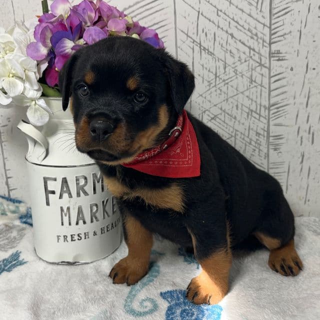 Betty - Rottweiler Female