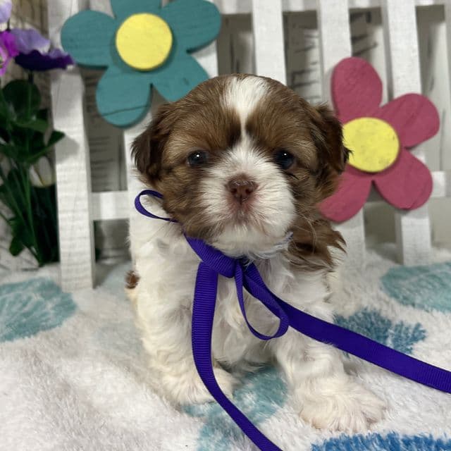 Minnie - Shih Tzu Female