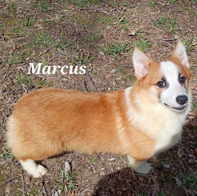 Marcus  - Pembroke Welsh Corgi Male