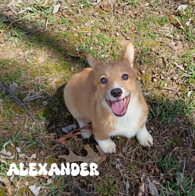 Alexander  - Pembroke Welsh Corgi Male