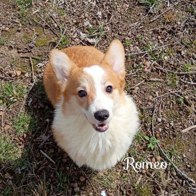 Romeo  - Pembroke Welsh Corgi Male