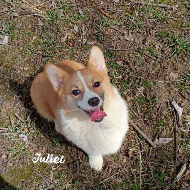 Juliet  - Pembroke Welsh Corgi Female