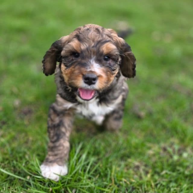 Valentino - Bernedoodle Male