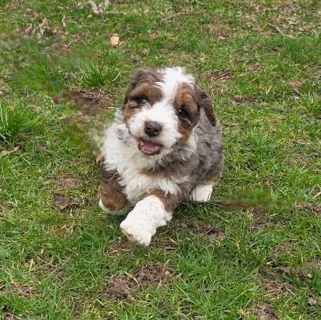 Leo - Bernedoodle Male