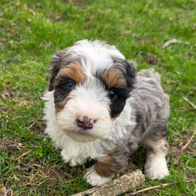 Mikey - Bernedoodle Male