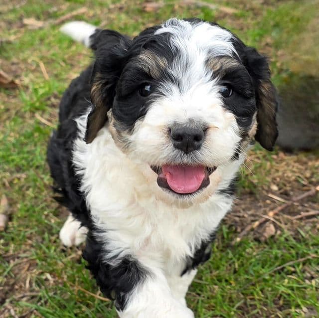 Moose - Bernedoodle Male