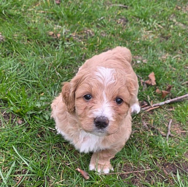 Mae - Bernedoodle Female