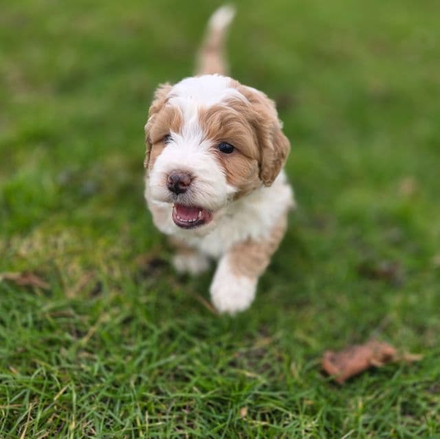 Arrow - Bernedoodle Male