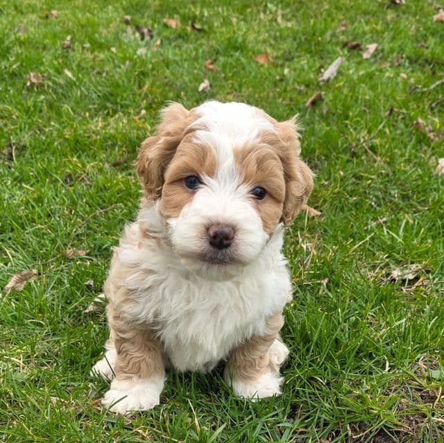 Chia - Bernedoodle Female
