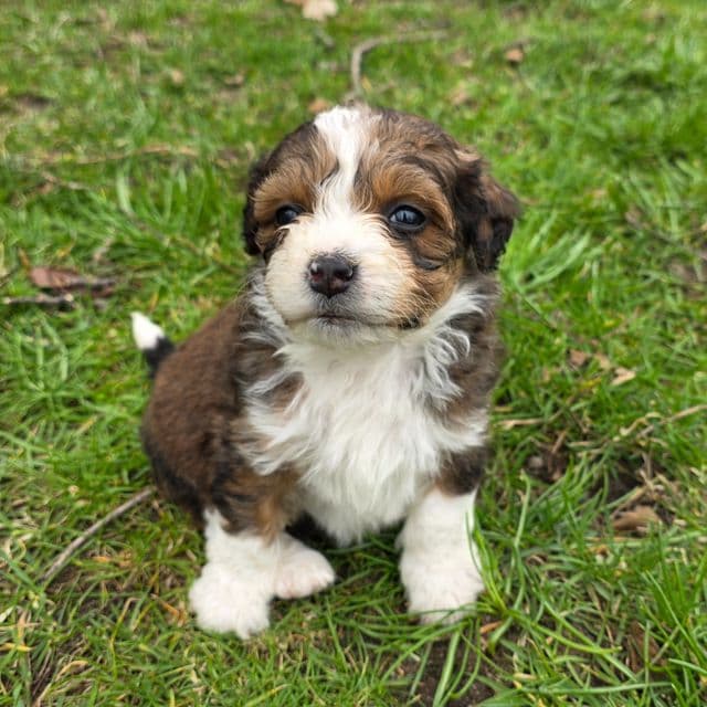 Peanut - Bernedoodle Female