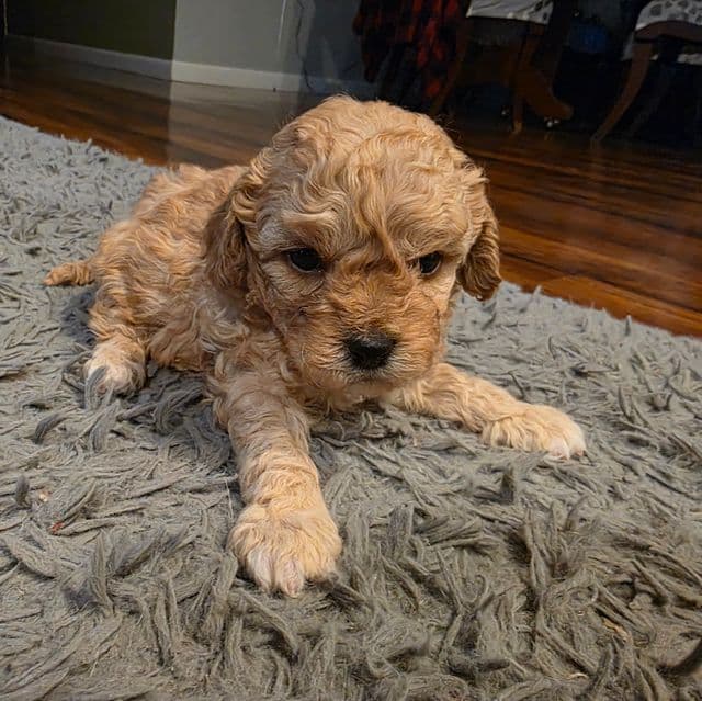 Hank - Cavapoo Male