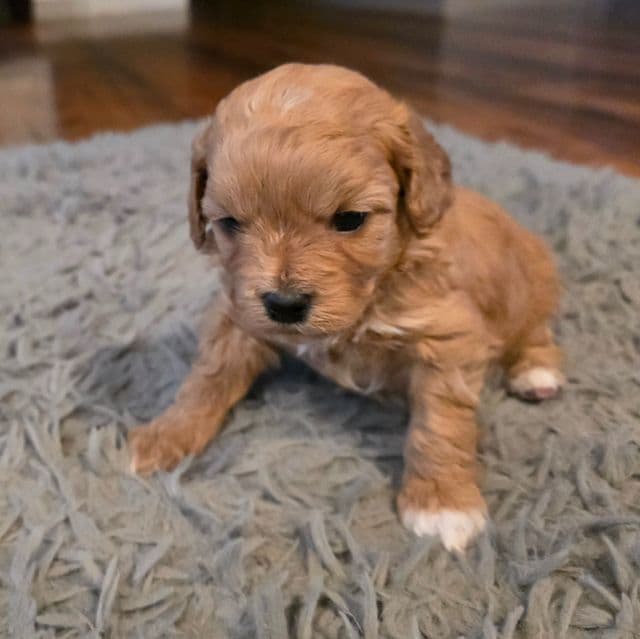 Penny - Cavapoo Female