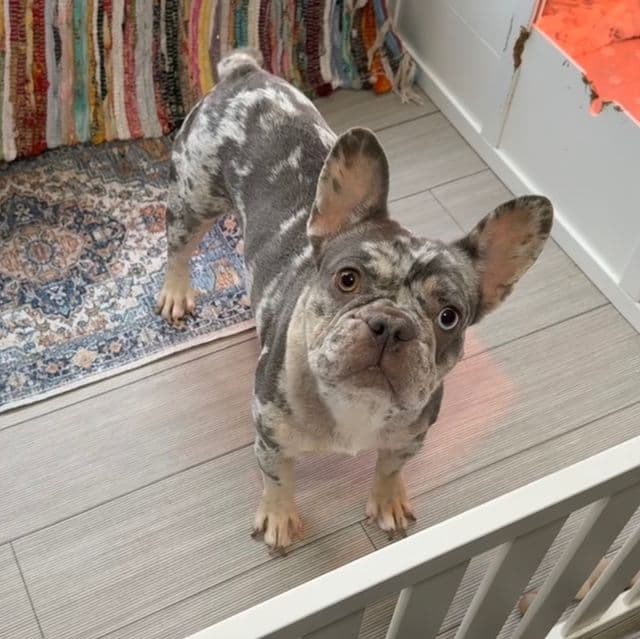 North - French Bulldog Female