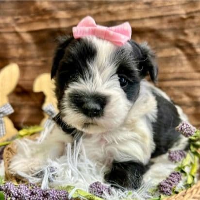 Maggie - Morkie Female