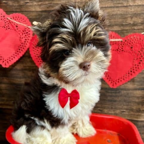 Visco - Biewer Terrier Male