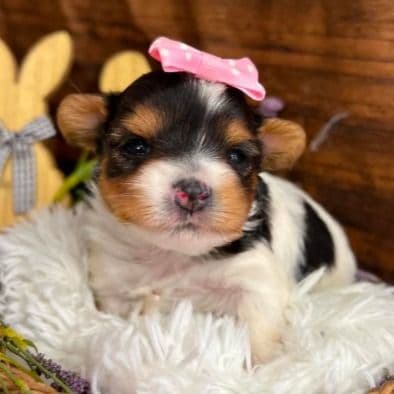 Delila - Biewer Terrier Female