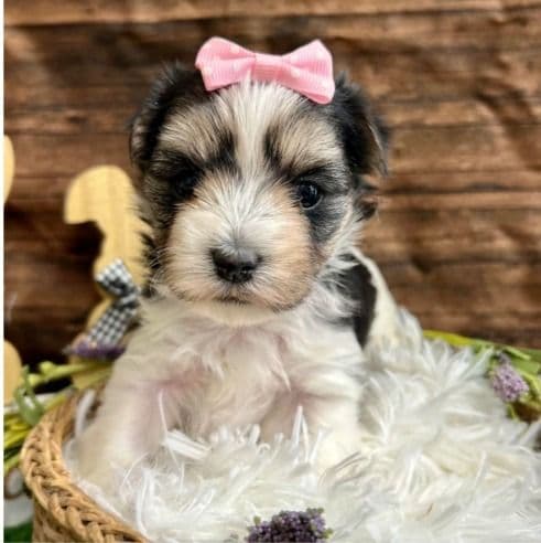 Marley - Morkie Male