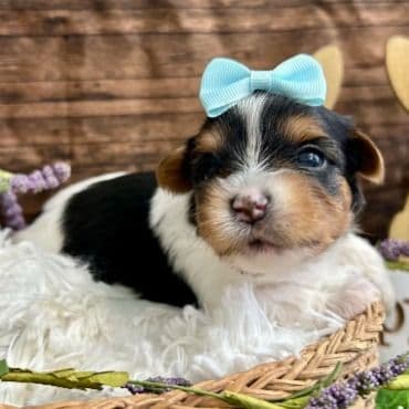 Dexter - Biewer Terrier Male