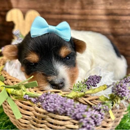 Diego - Biewer Terrier Male