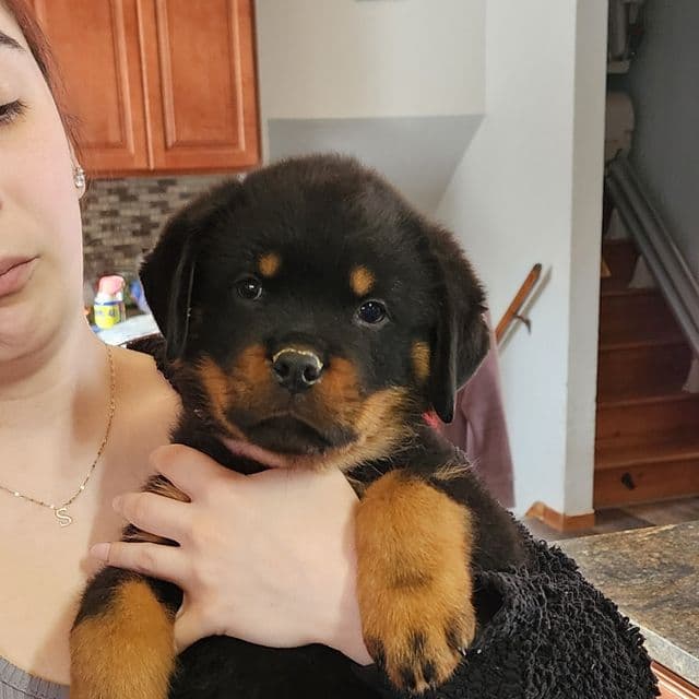 Lime collar - Rottweiler Male