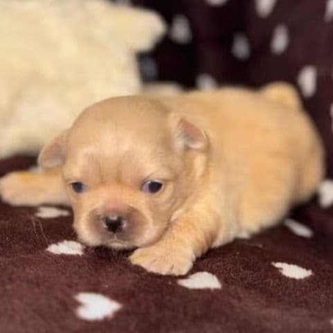 Pris - Pekingese Female