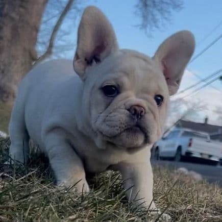 Female 2 - French Bulldog Female