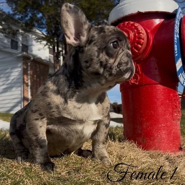 Female 1 - French Bulldog Female