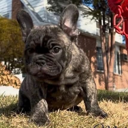Male 1 - French Bulldog Male
