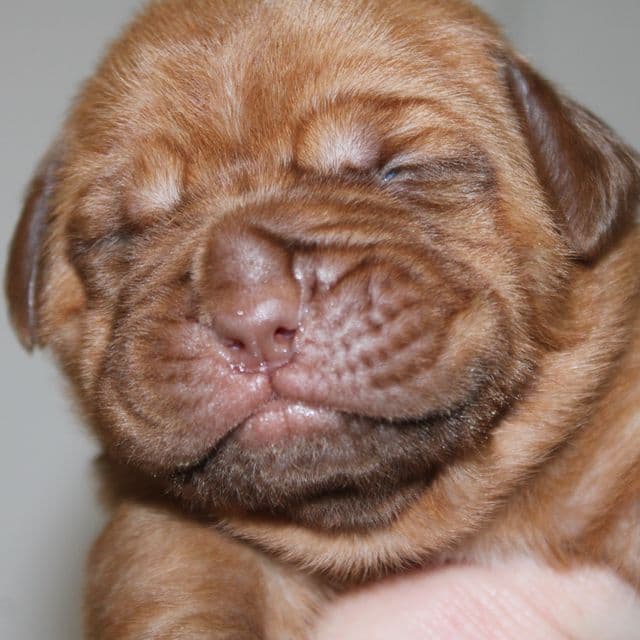 last girl - Dogue de Bordeaux Female