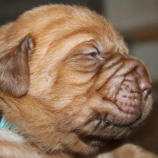 Blue - Dogue de Bordeaux Male