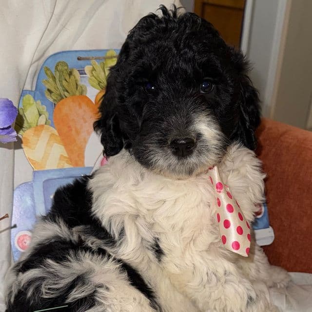 Diesel - Labradoodle Male