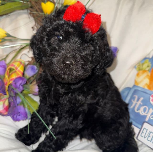 Onyx - Labradoodle Female