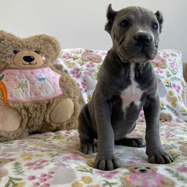 Geona  - Cane Corso Female