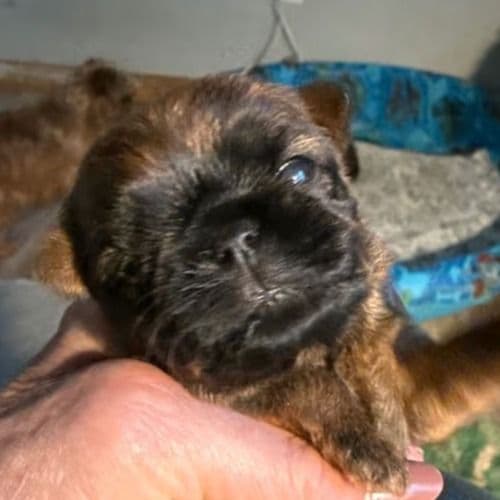 Lenora - Brussels Griffon Female