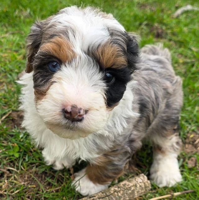 Mikey - Bernedoodle Male