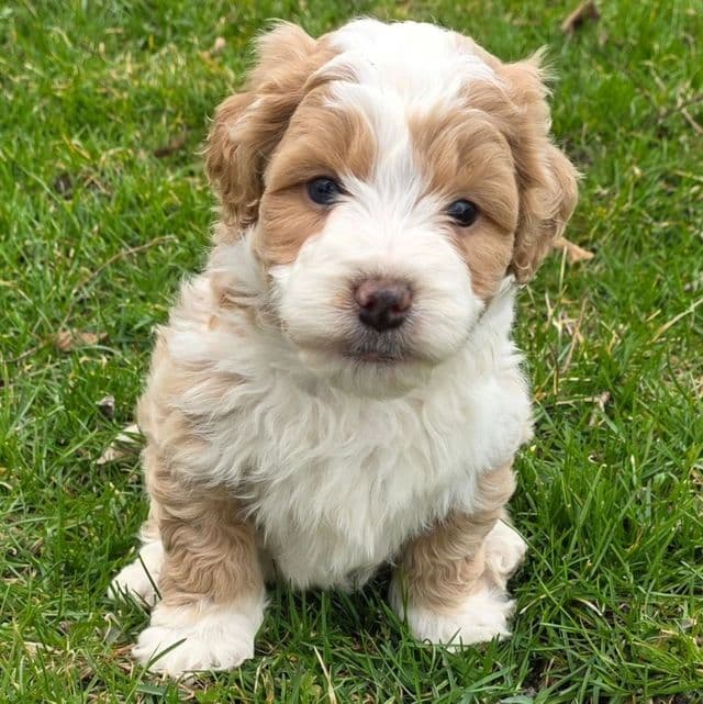 Chia - Bernedoodle Female