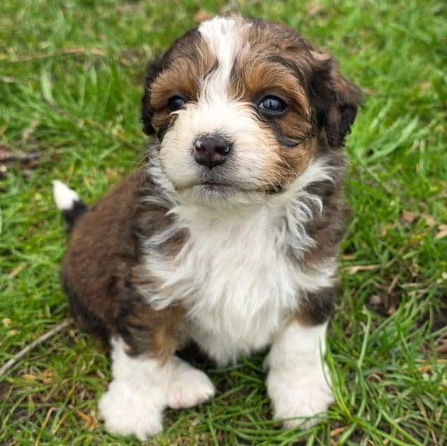 Peanut - Bernedoodle Female