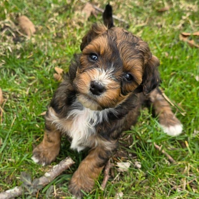 Baby - Bernedoodle Female