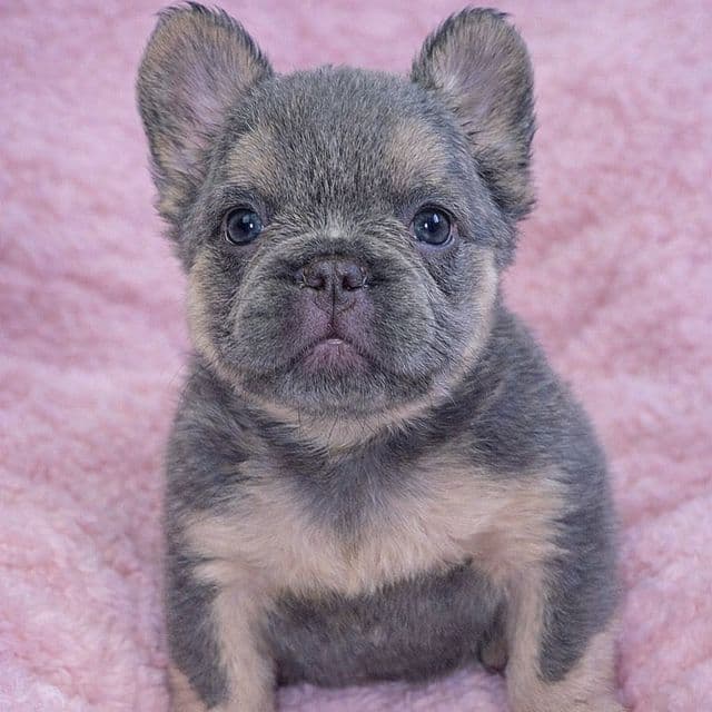 Sterling - French Bulldog Female