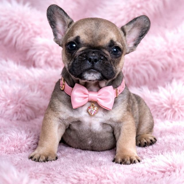 Bambie - French Bulldog Female