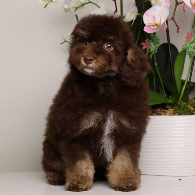 LUCIAN — CHOCOLATE PHANTOM MALE WITH WHITE POINTS - Toy Poodle Male