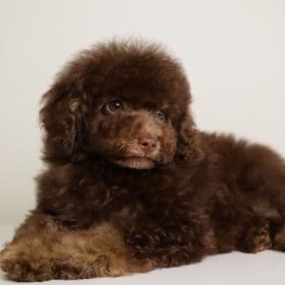 LUCAS — CHOCOLATE PHANTOM MALE WITH BLUE EYES - Toy Poodle Male