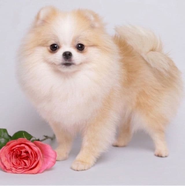 AMELIE — CREAM WHITE PARTI TEDDY BEAR POM - Pomeranian Female