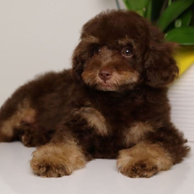 LEONARD — CHOCOLATE PHANTOM MALE WITH BLUE EYES - Standard Poodle Male