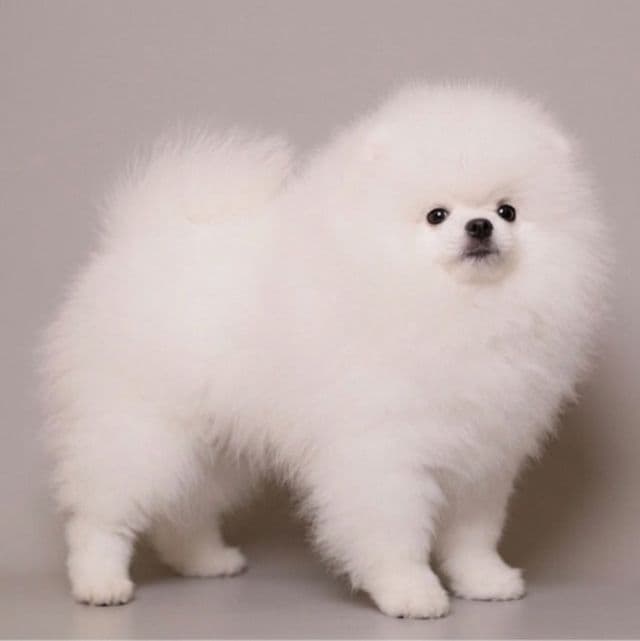 Nicoletta Von Rikos - Pomeranian Female