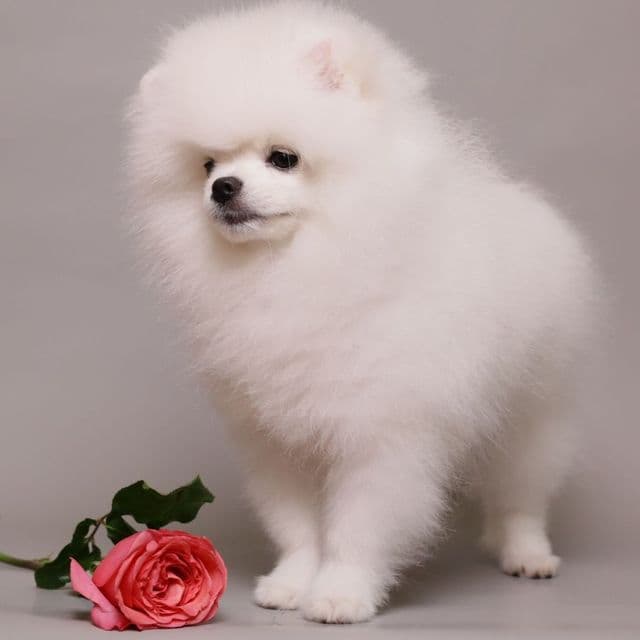 Nivea Von Rikos - Pomeranian Female